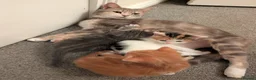 Mixed Breed cats for sale: Gorgeous kittens looking for forever homes - Advert 3