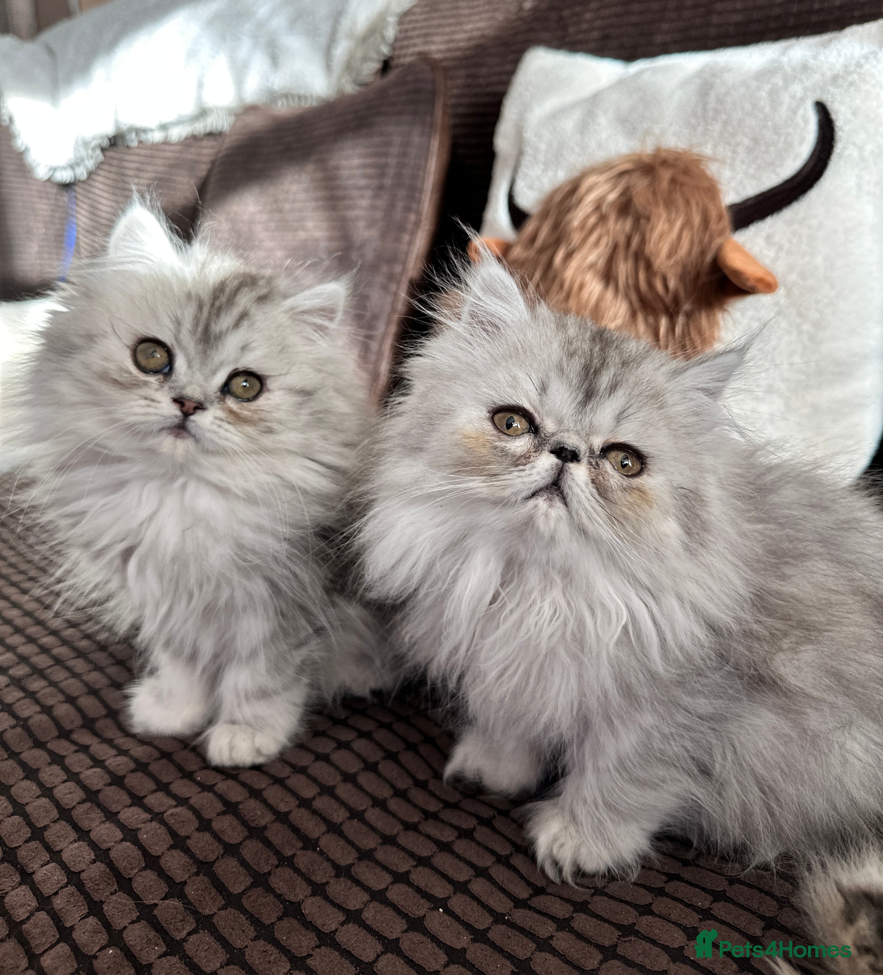 Persian cats 2 cuddly, petite Persian girls💗 - Advert 3
