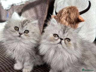 Persian cats 3 cuddly, petite Persian girls💗 - Advert 7