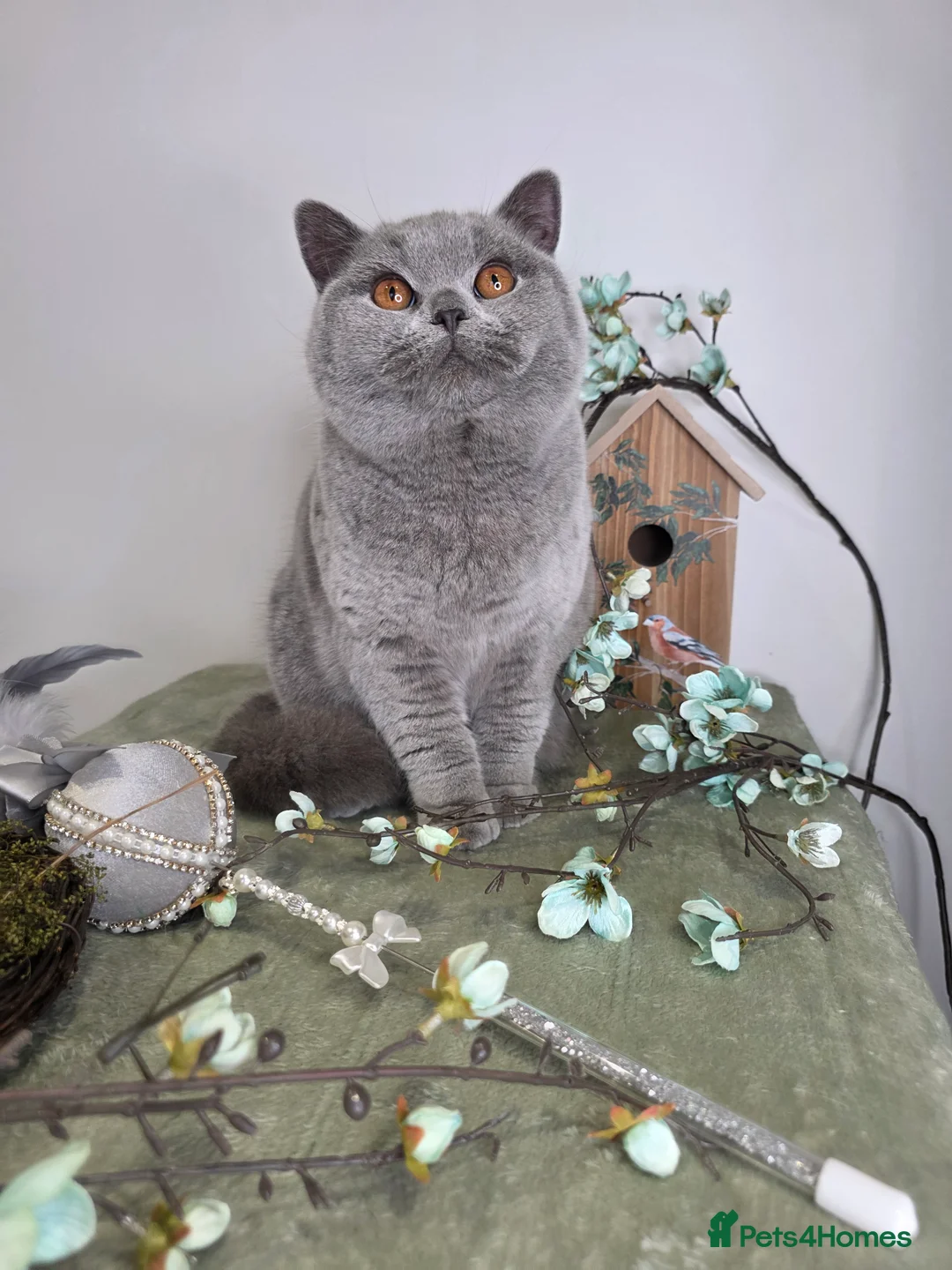 British Shorthair cats for sale: CHAMPION SIRED GCCF REG BSH BLUE ADOLECENT CAT  - Advert 1