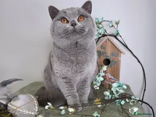 British Shorthair cats CHAMPION SIRED GCCF REG BSH BLUE ADOLECENT CAT - Advert 10
