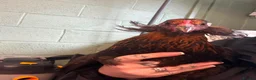 Chickens poultry for sale: Araucana P.O.L - Advert 1