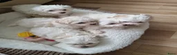 Bichon Frise dogs for sale: BICHON FRISE - Advert 3