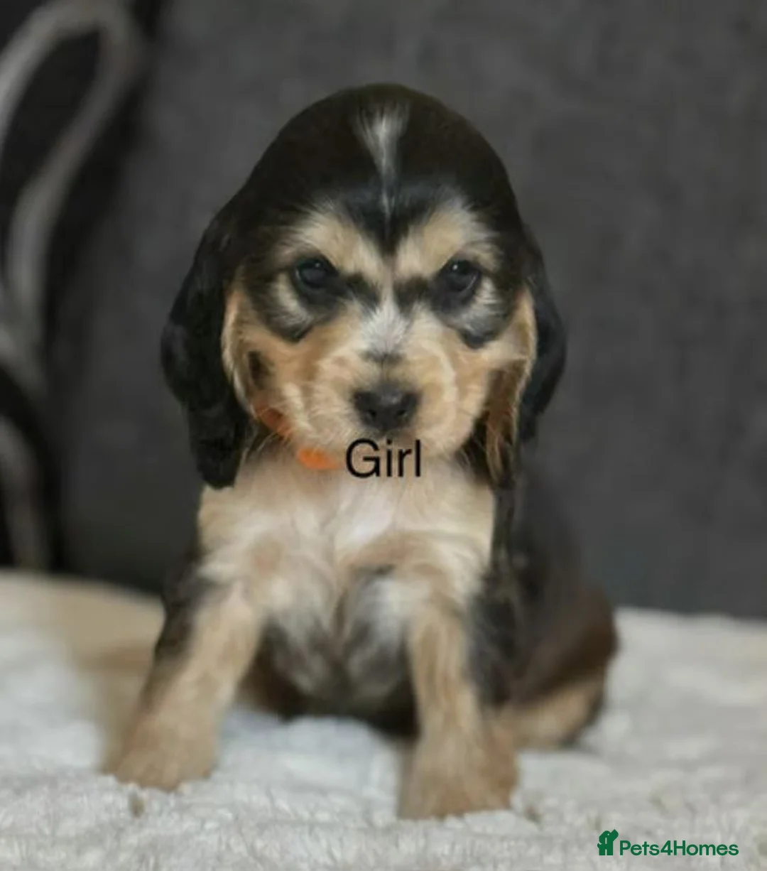 Cocker Spaniel dogs for sale: Stunning Litter Of 5 Cocker Spaniel Puppies - Advert 7