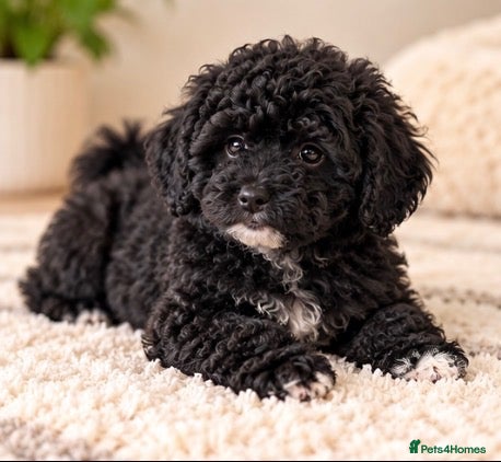 Poochon dogs Stunning F1b toy Poochon 5* rated graded health ✅ - Advert 2