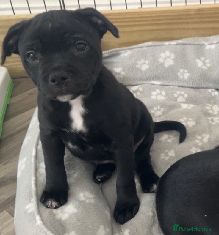 Staffordshire Bull Terrier dogs KC registered Girl Staffordshire bull terrier  - Advert 12