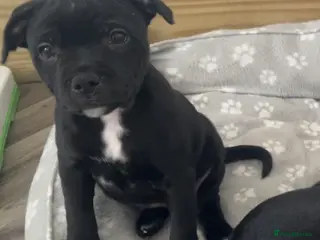 Staffordshire Bull Terrier dogs KC registered Girl Staffordshire bull terrier - Advert 12