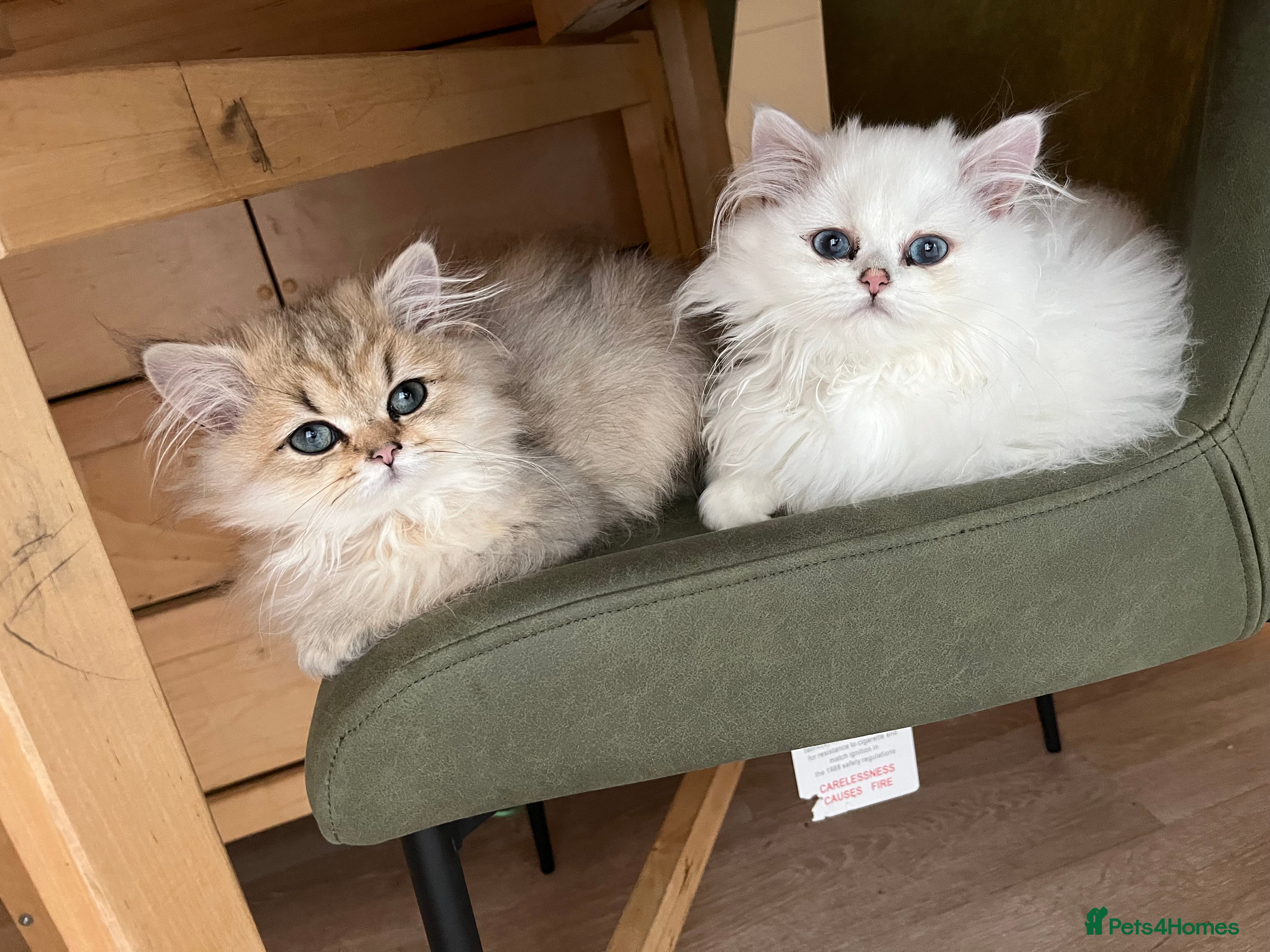 British Longhair cats Stunning British Longhair Kittens - Goldy & Snowy! - Advert 2