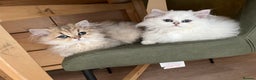 British Longhair cats for sale: Stunning British Longhair Kittens - Goldy & Snowy! - Advert 1