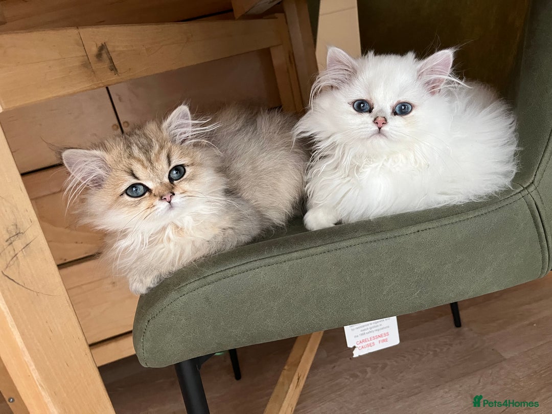British Longhair cats for sale: Stunning British Longhair Kittens - Goldy & Snowy! - Advert 1
