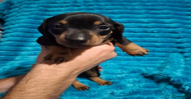 Dachshund dogs - Advert 9