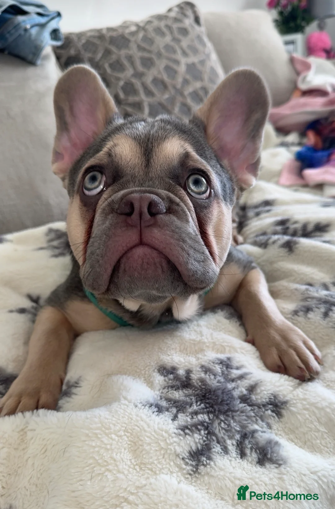 French Bulldog dogs for sale: Lilac & Tan male French Frenchie in Motherwell - Advert 2