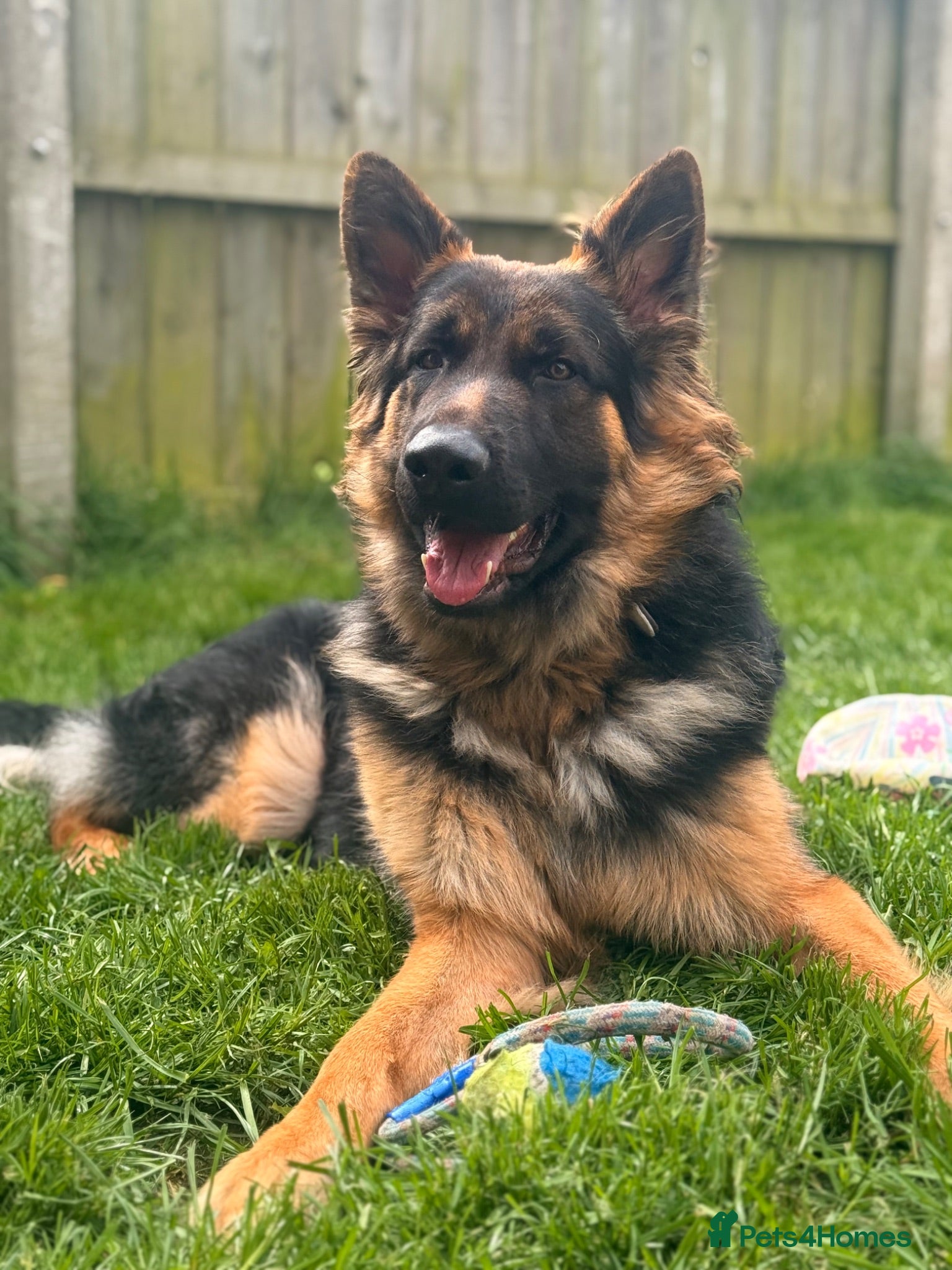 German Shepherd dogs 1 year old male German Shepherd  - Advert 2