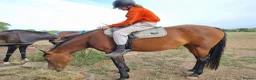 Welsh Section D horses for sale: Bartonhouse charlotte  - Advert 12