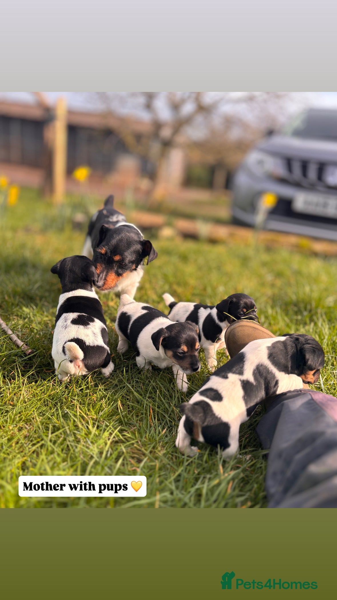 Jack Russell dogs Jack russell puppies 🐾 - Advert 1