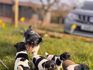 Jack Russell dogs Jack russell puppies 🐾 - Advert 1