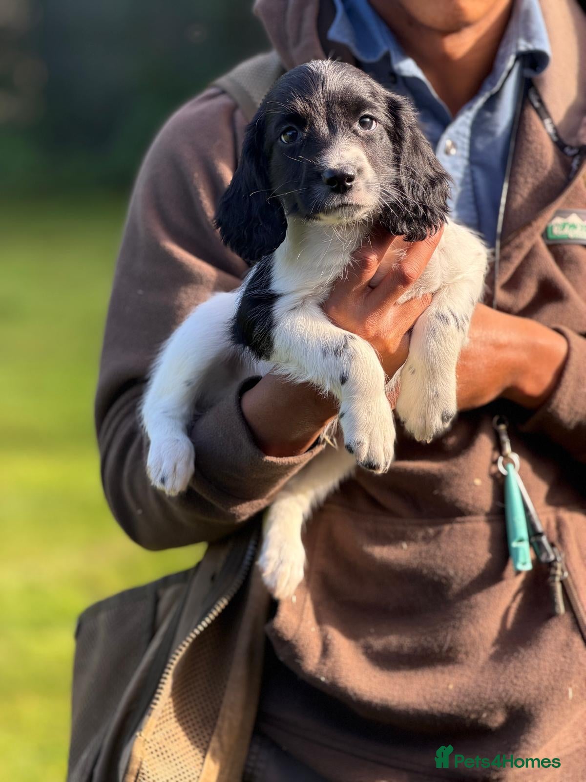 English Springer Spaniel dogs B/W PLAYFUL LITTER SPRINGER SPANIELS,HEALTH TESTED - Advert 3