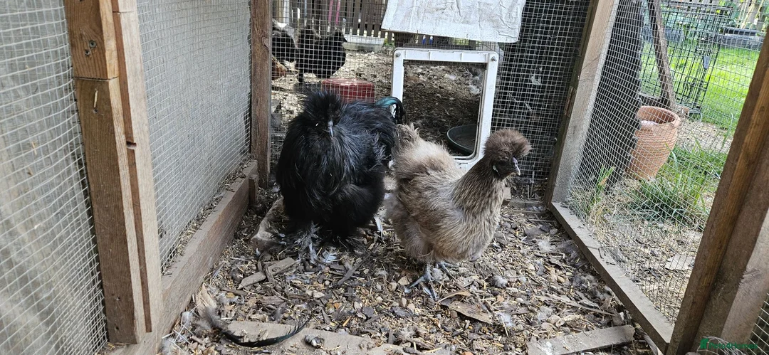 Chickens poultry for sale: Silkie chicken  in Lingfield - Advert 2