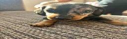 Dachshund dogs for sale: Dachshund puppies - Advert 21
