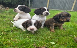 Cocker Spaniel dogs for sale: WORKING COCKER SPANIELS ..DNA CLEAR - Image 25