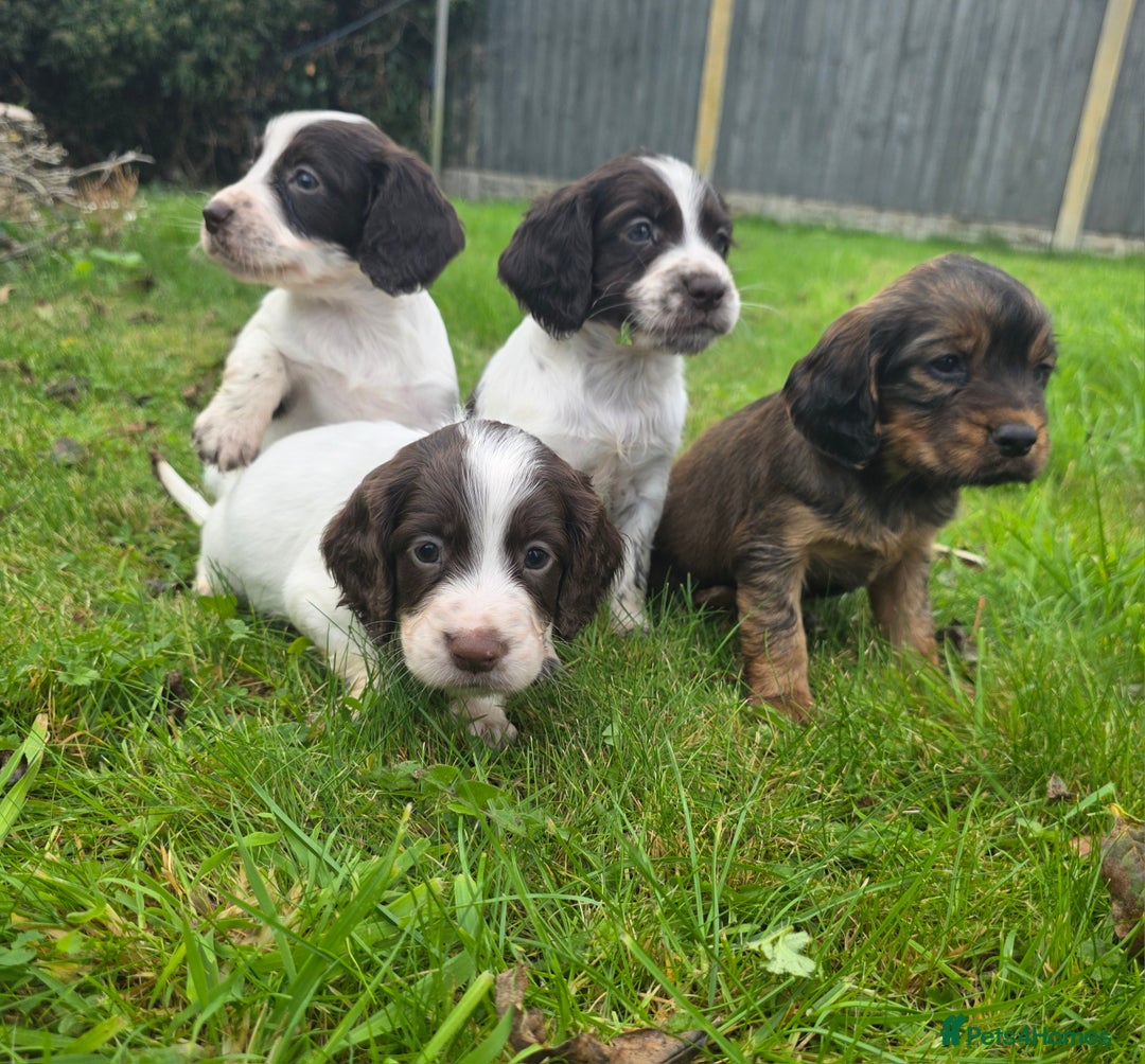 Cocker Spaniel dogs for sale: WORKING COCKER SPANIELS ..DNA CLEAR - Image 25
