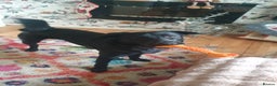 Borador dogs for sale: Lovely 2 year old lab/collie for sale - Advert 9
