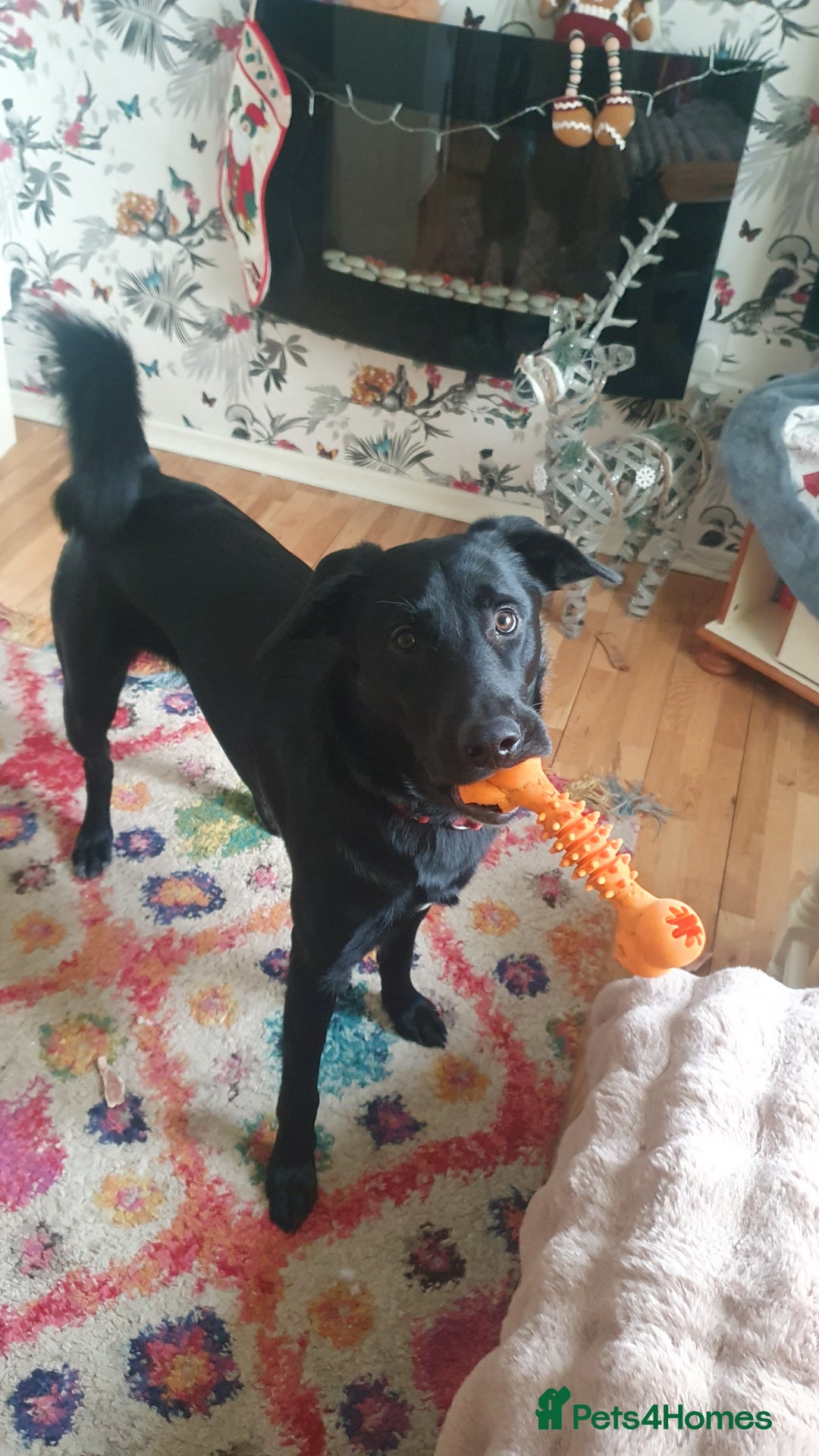 Borador dogs for sale: Lovely 2 year old lab/collie for sale - Advert 9