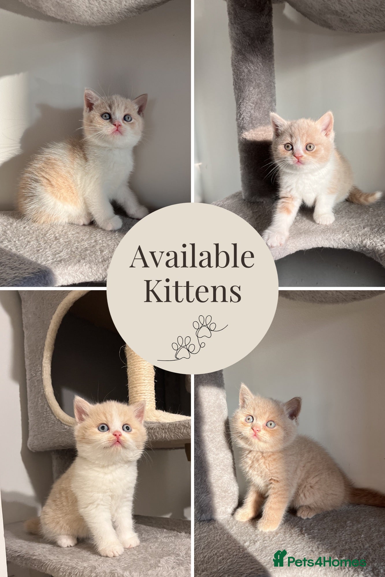 British Shorthair cats Unique British Shorthair Kittens 🐈✨ - Advert 5