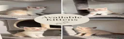 British Shorthair cats for sale: Unique British Shorthair Kittens 🐈✨ - Advert 1