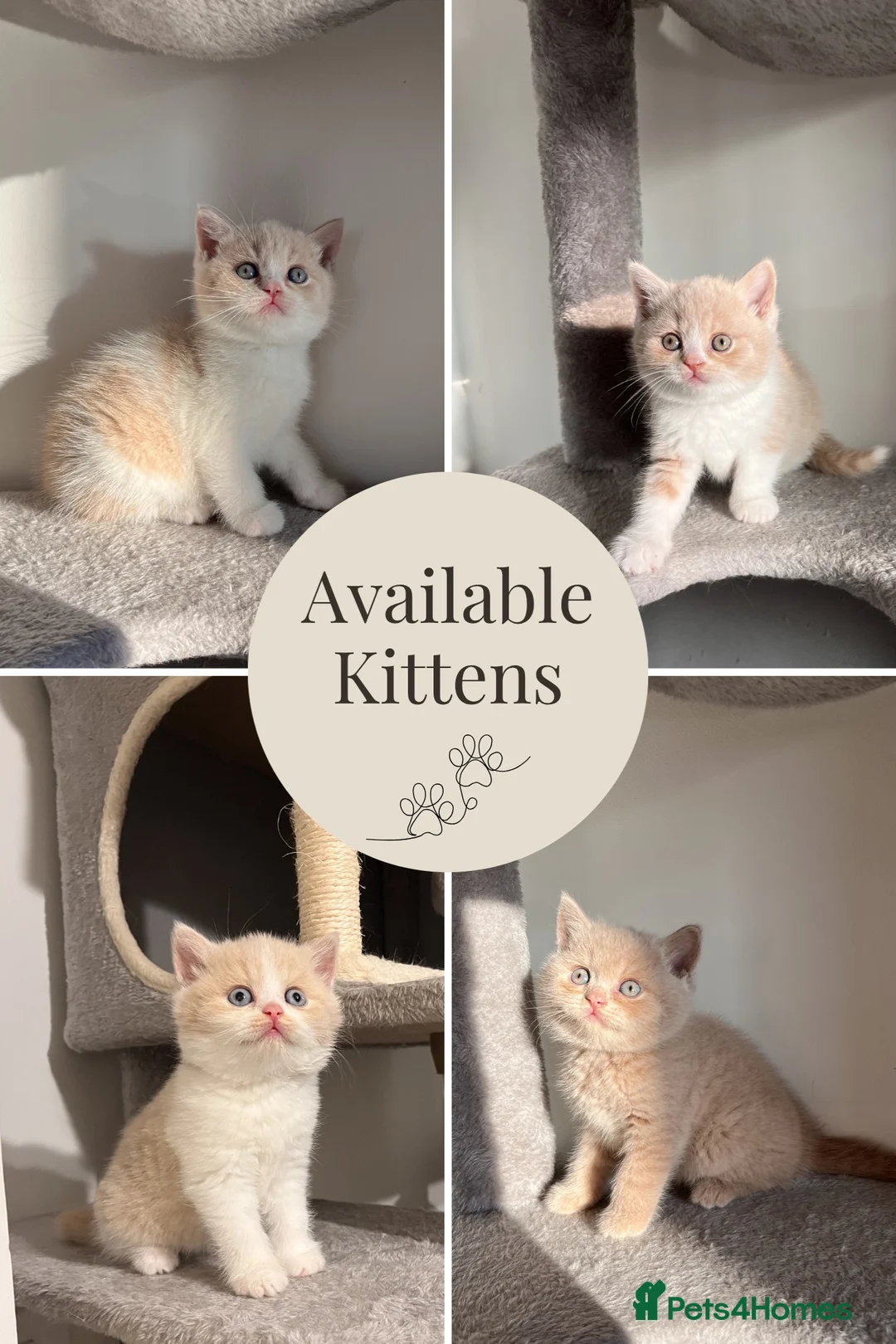 British Shorthair cats for sale: Unique British Shorthair Kittens 🐈✨ - Advert 1