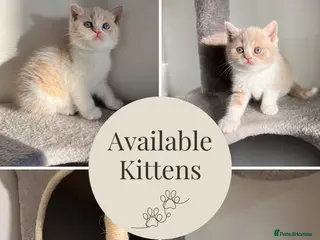 British Shorthair cats Unique British Shorthair Kittens 🐈✨ - Advert 2