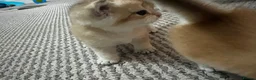 British Shorthair cats for sale: Beautiful BSH BLH NY12 kittens - Advert 8