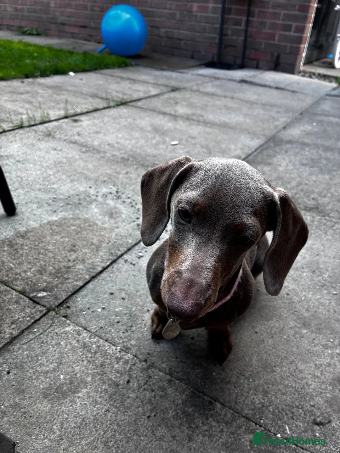 Miniature Dachshund dogs for sale: Dolly the dauschund - Advert 6