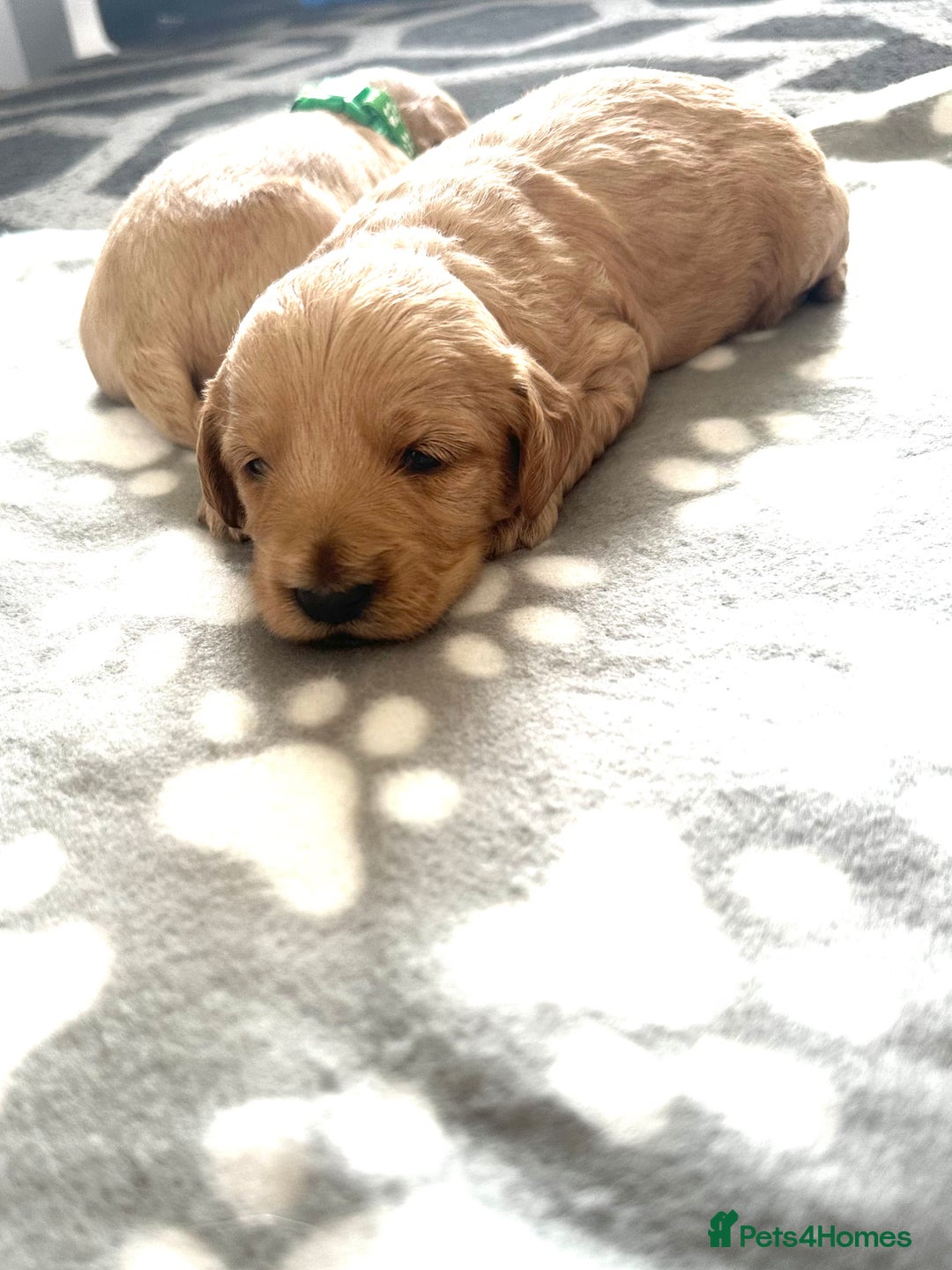 Labradoodle dogs for sale: Beautiful labradoodles for Sale  in Stoke-on-Trent - Image 21