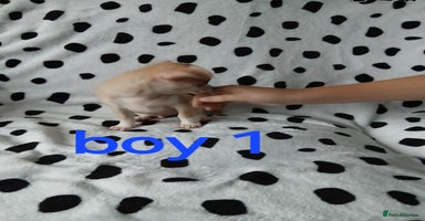 Chihuahua dogs  - chihuahua - two cheerful boys - Advert 8