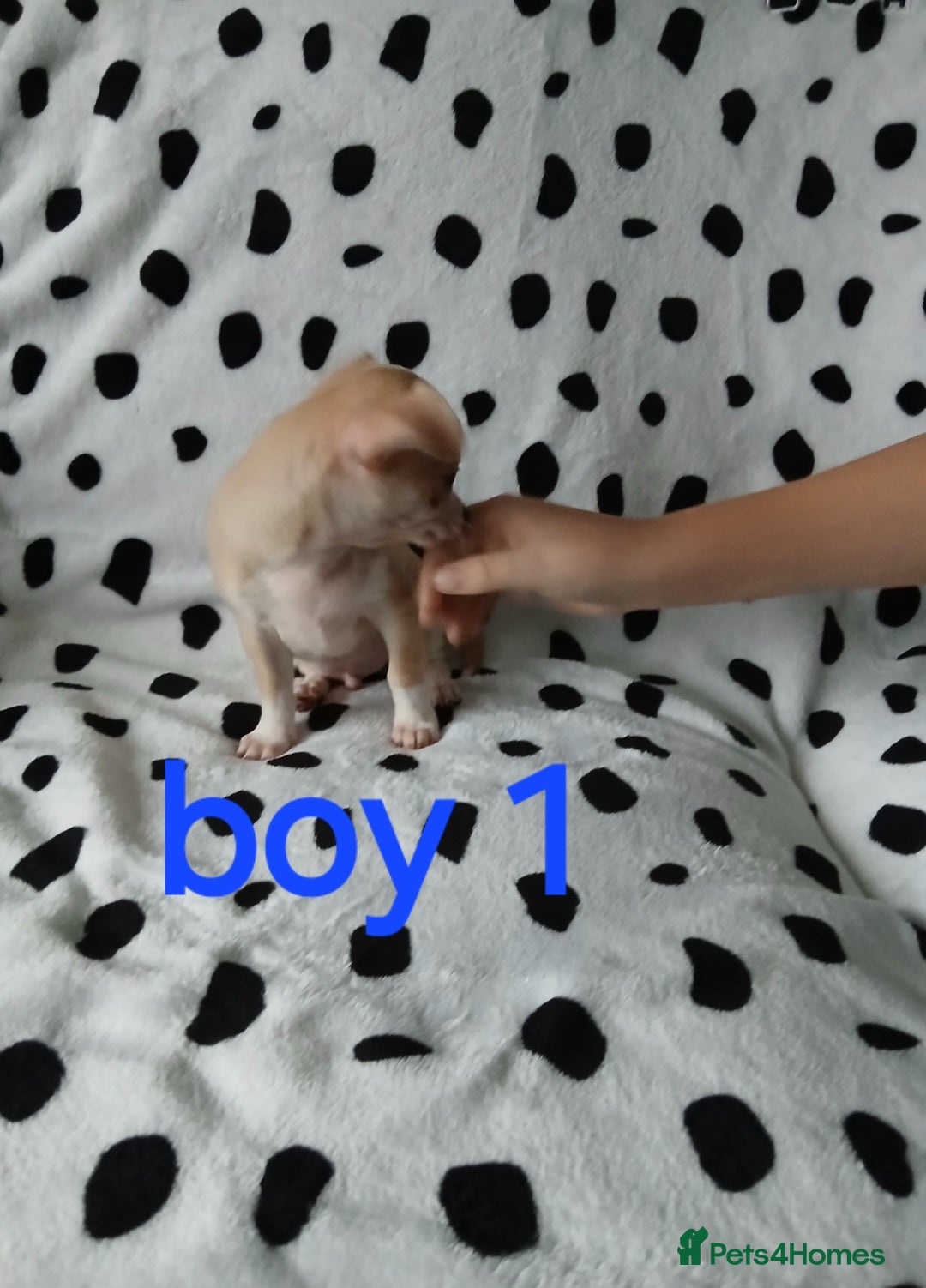 Chihuahua dogs for sale:  - chihuahua - two cheerful boys - Advert 2