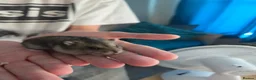 Hamster rodents for sale: Russian Dwarf Hamster in Birmingham - Advert 12