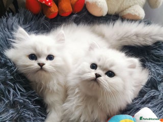 Scottish Fold cats Scottish Fold 2 Boys Left💙 - Advert 18