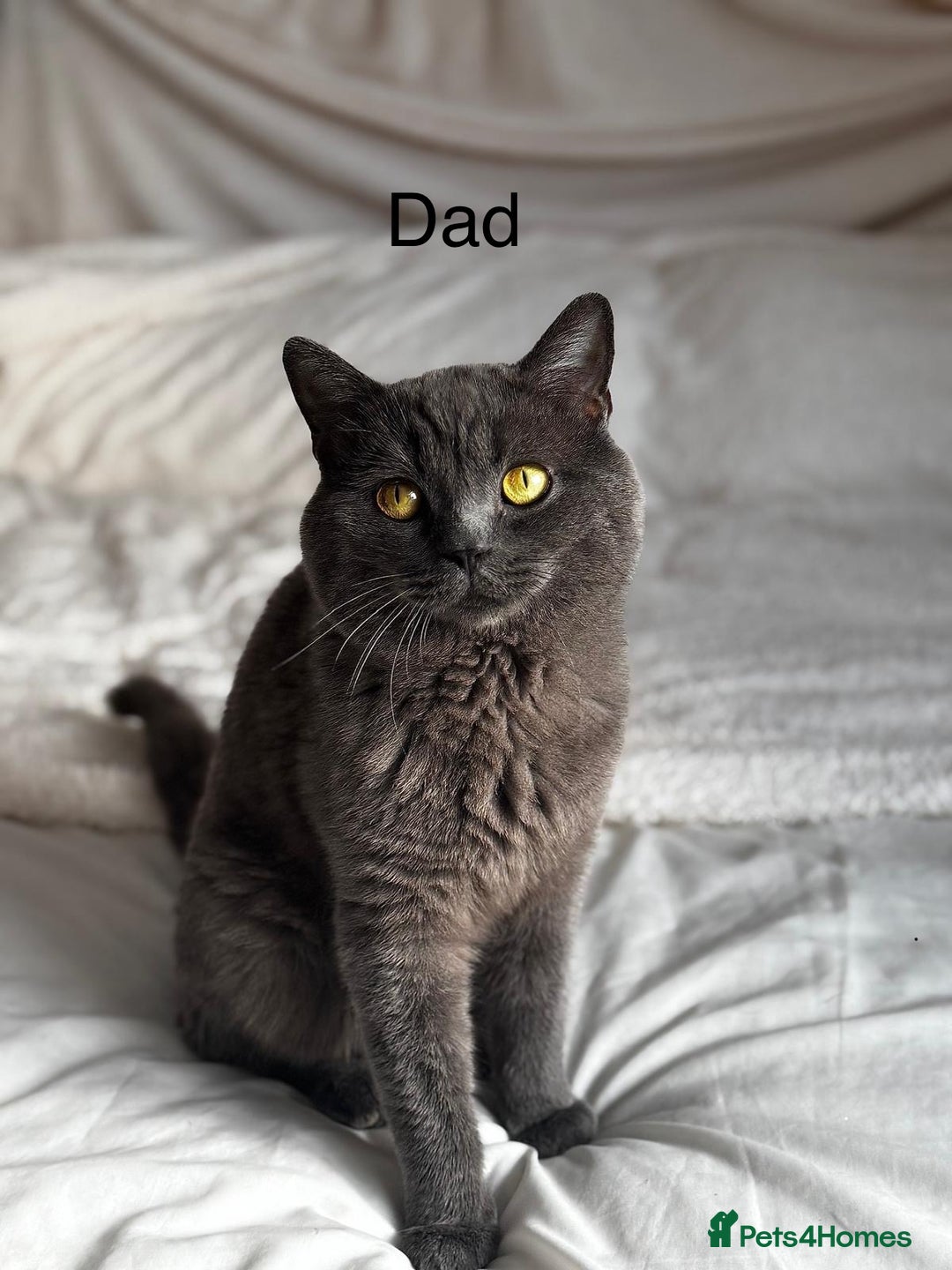 British Longhair cats for sale: !!Champion Bloodline!! British longhair GCCF stoke - Advert 17