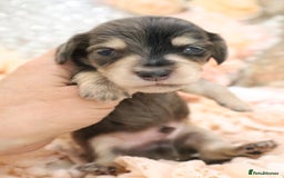 Miniature Dachshund dogs for sale: KC Longhair Miniature Dachshund Puppies - Image 8