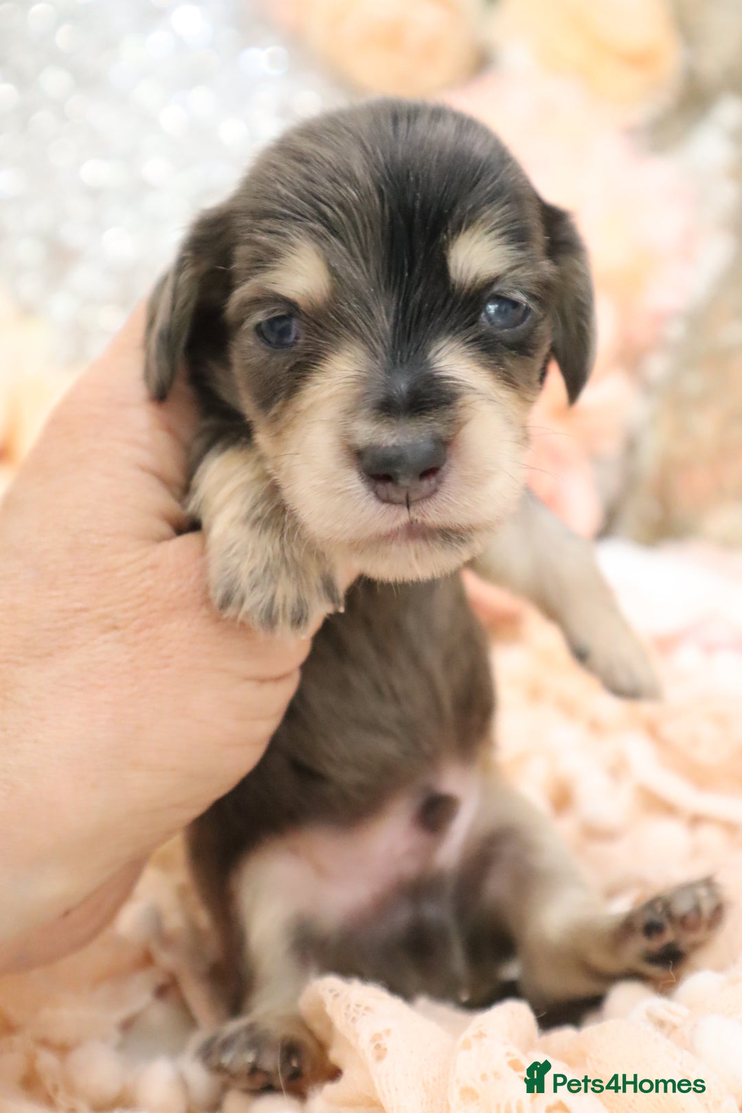 Miniature Dachshund dogs for sale: KC Longhair Miniature Dachshund Puppies - Image 8
