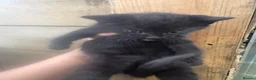 Mixed Breed cats for sale: Kittens for sale  - Advert 4