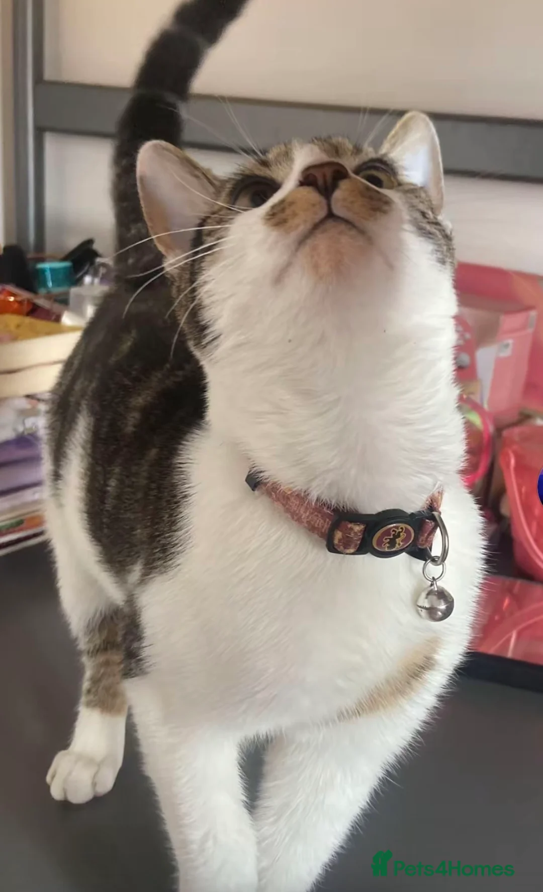 Mixed Breed cats for sale: Male Kitchen  in Leicester - Advert 1