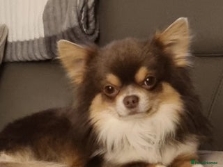 Chihuahua dogs in Wakefield - Advert 5