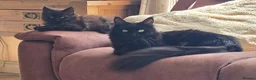 Maine Coon cats for sale: Beautiful Smoke kitten in Grantham - Advert 1