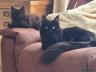 Maine Coon cats Beautiful Smoke kitten - Advert 2