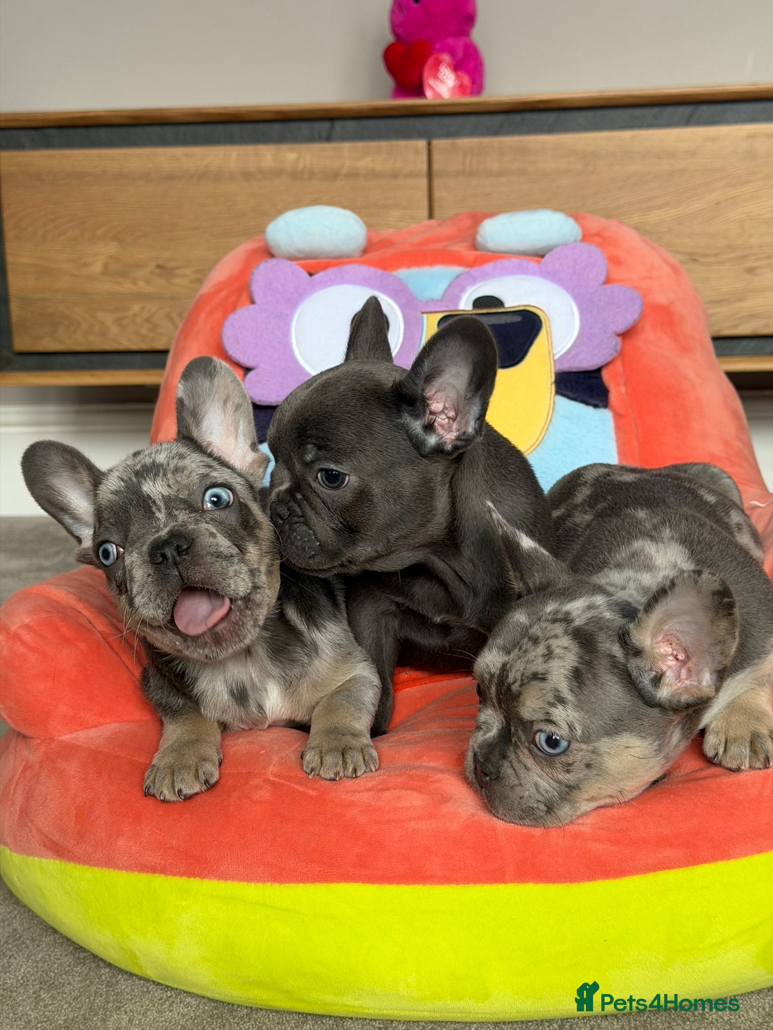 French Bulldog dogs Blue, Blue Merle and Blue Koi French Bulldog Pups  - Advert 15