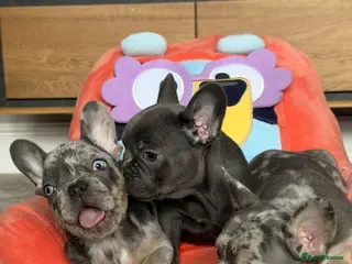 French Bulldog dogs REDUCED Blue & Blue Merle French Bulldog Pups - Advert 3
