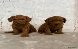 Cavapoochon dogs for sale: Cavapoochons!!🐶 ONLY ONE BOY LEFT!!  - Image 4