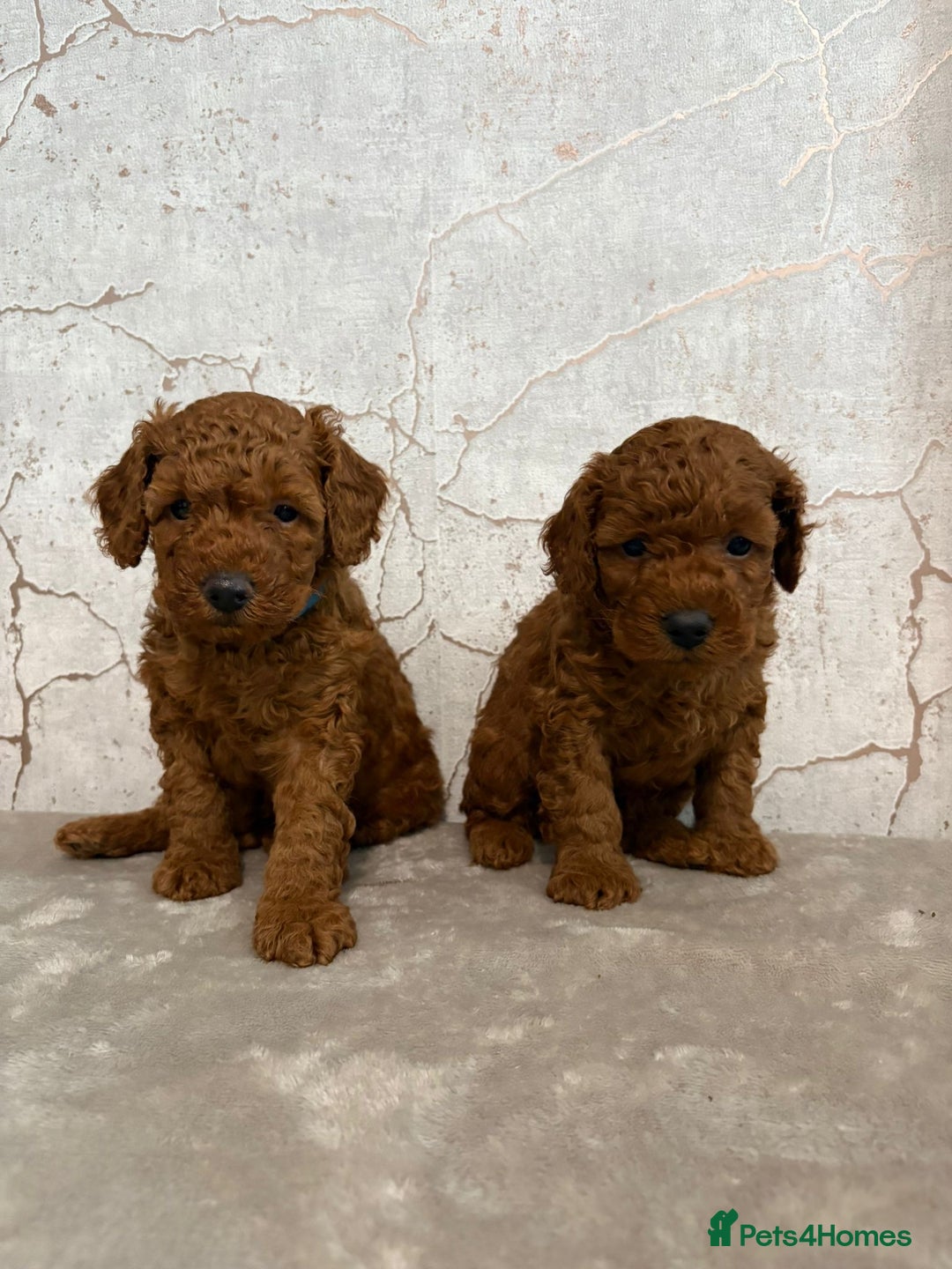 Cavapoochon dogs for sale: Cavapoochons!!🐶 ONLY ONE BOY LEFT!!  - Image 4